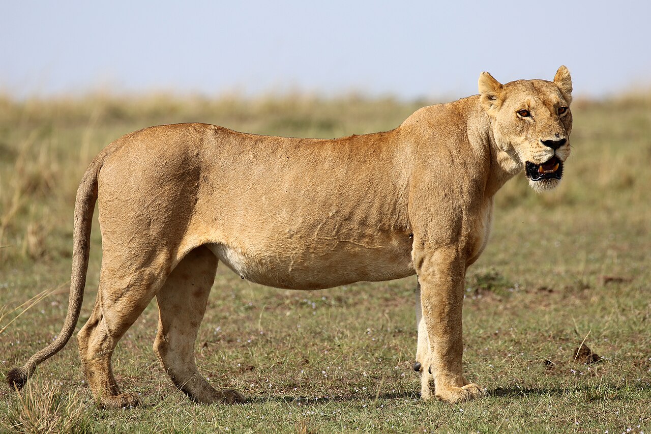 Lion, East Africa savanna