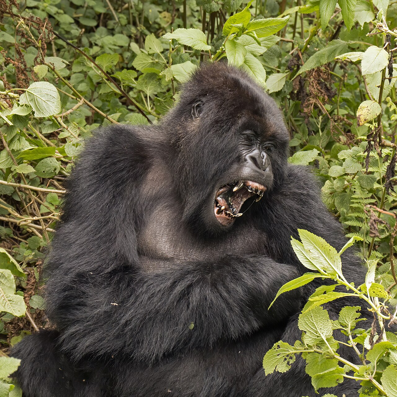 Rwanda