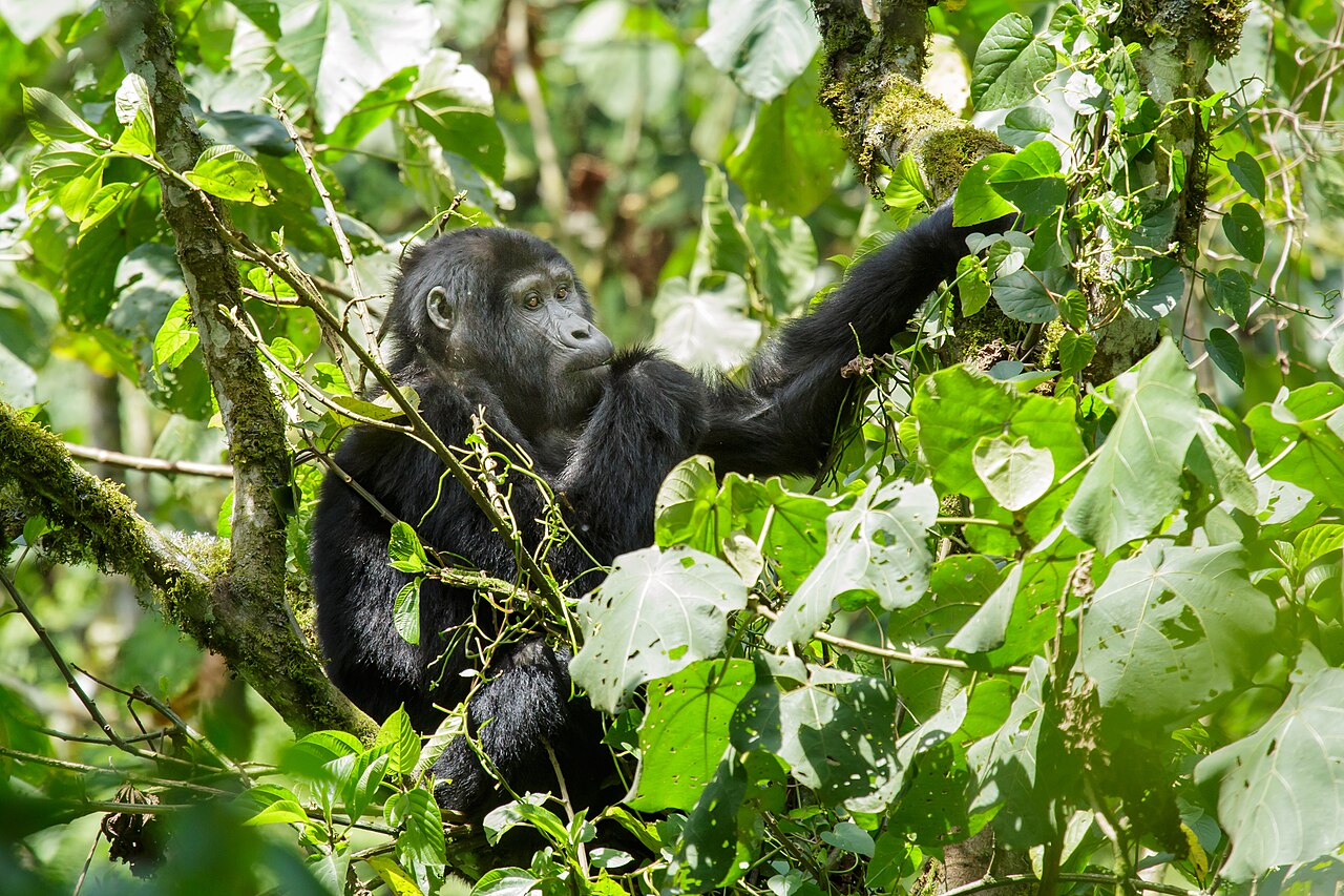 The Best Time to Go Gorilla Trekking in Bwindi