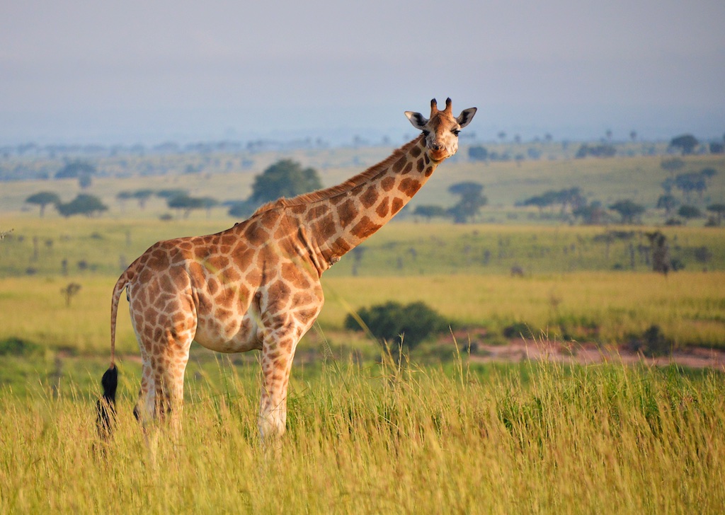 Wildlife Safaris