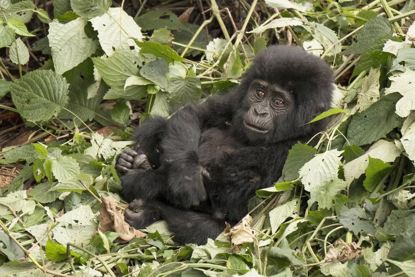 3 Day Uganda Gorilla Trekking Safari