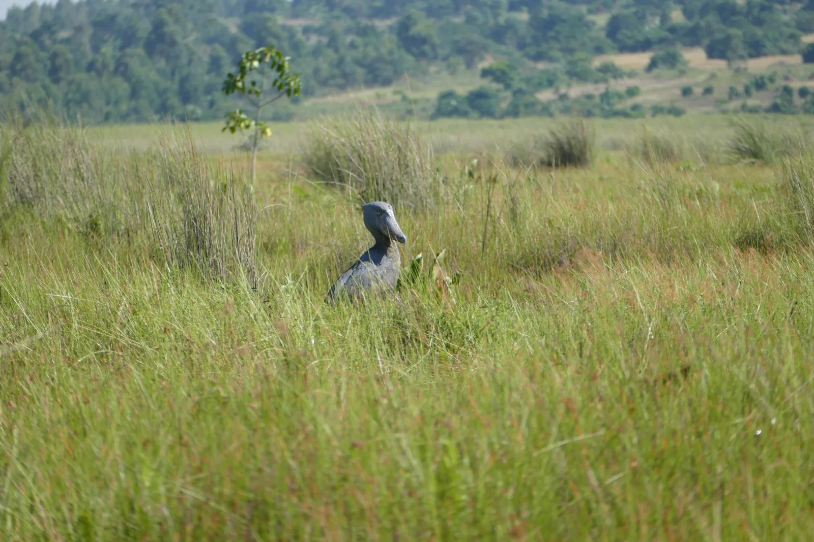 9 Days Uganda Wildlife Safari with the Special Shoebill Experience