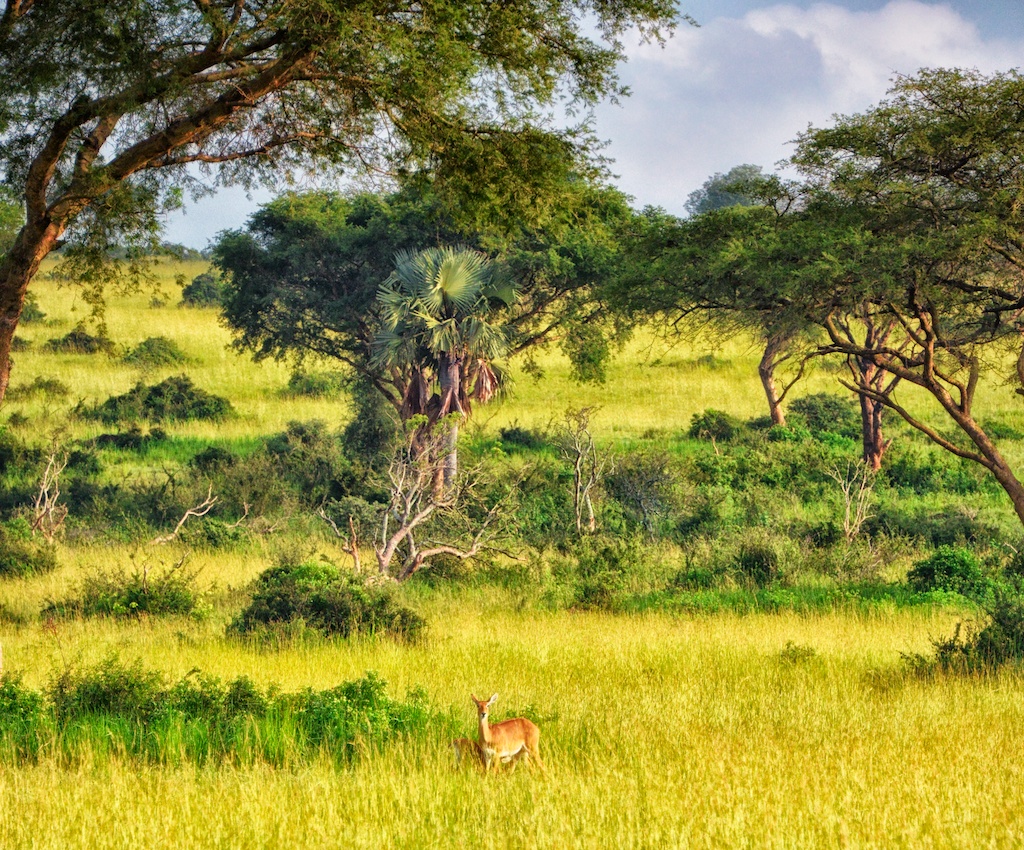 Uganda's Great Migration Alternative: Kidepo Valley